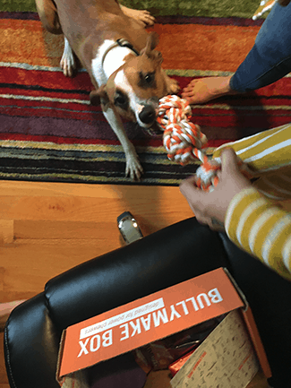 Barley chewing on toy from Bullymake box