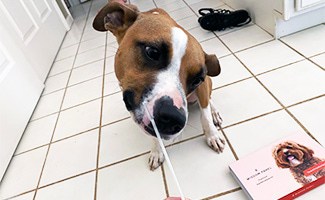 Barley the dog with Wisdom Panel DNA kit