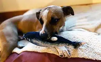 How To Stimulate Your Dogs: Best Interactive Toys For Puppies — Animal  Hearted Apparel