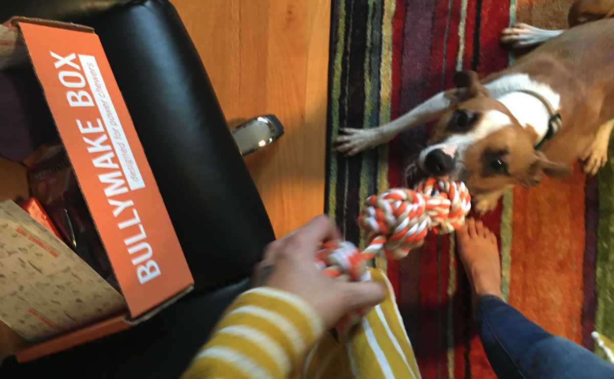 Barley dog tugging on bully make toy next to box.