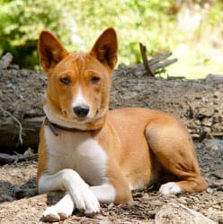 Basenji dog