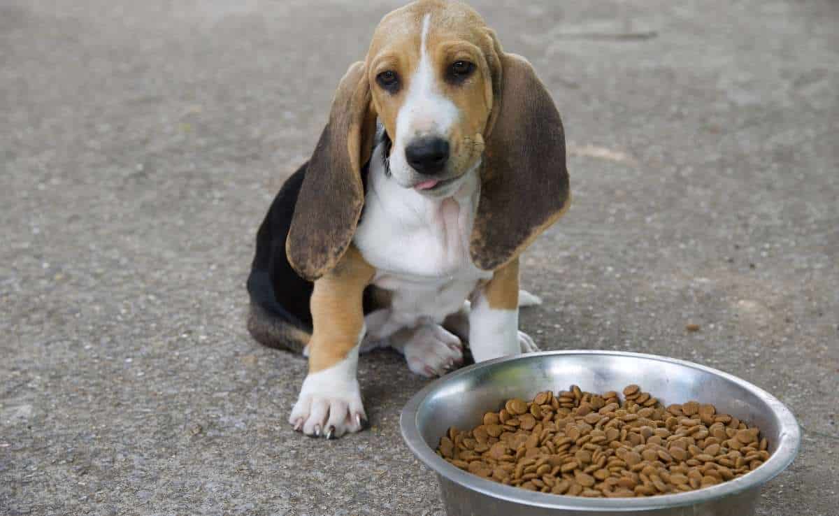 Basset Hound pup licks its lips after feeding on a large bowl of dry food