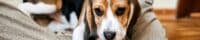 beagle chewing on a bully stick