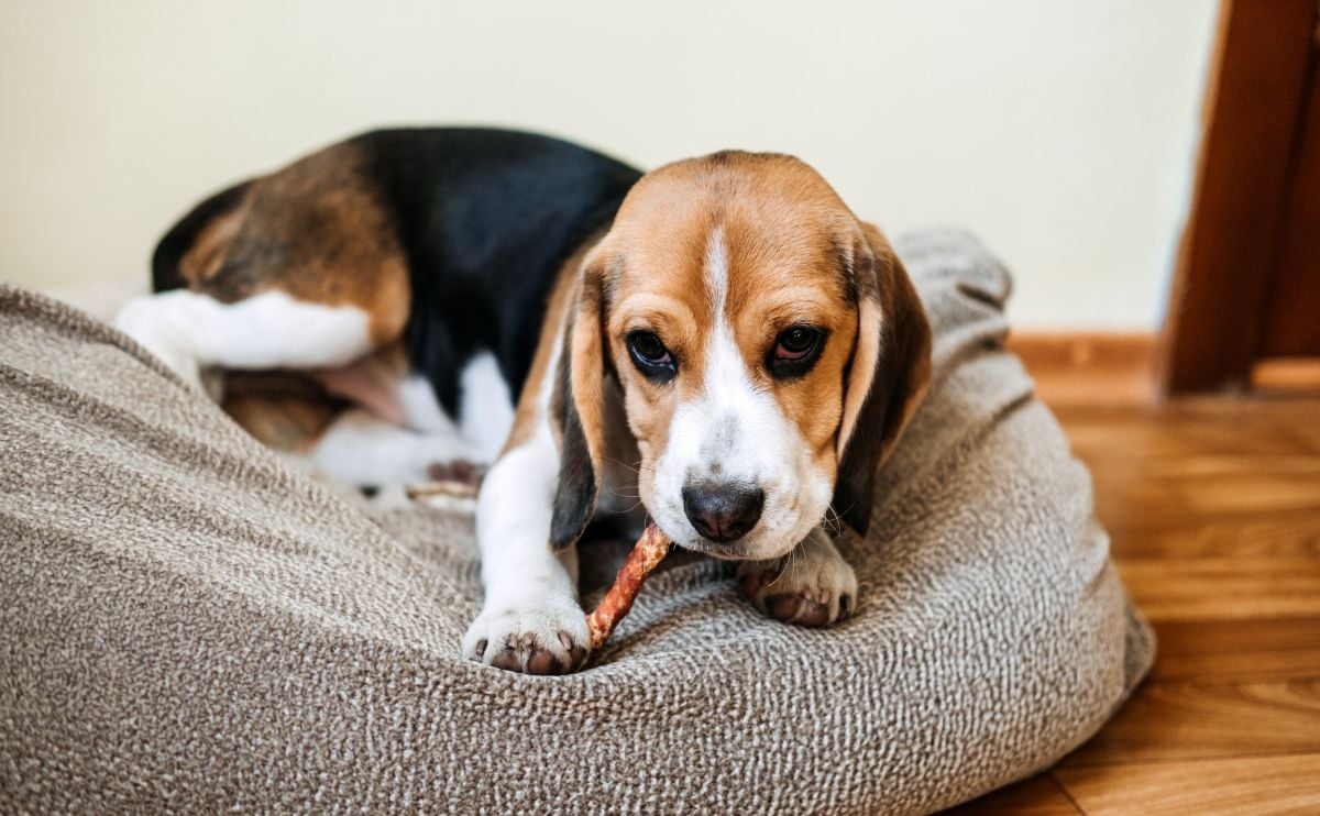 beagle chewing on a bully stick