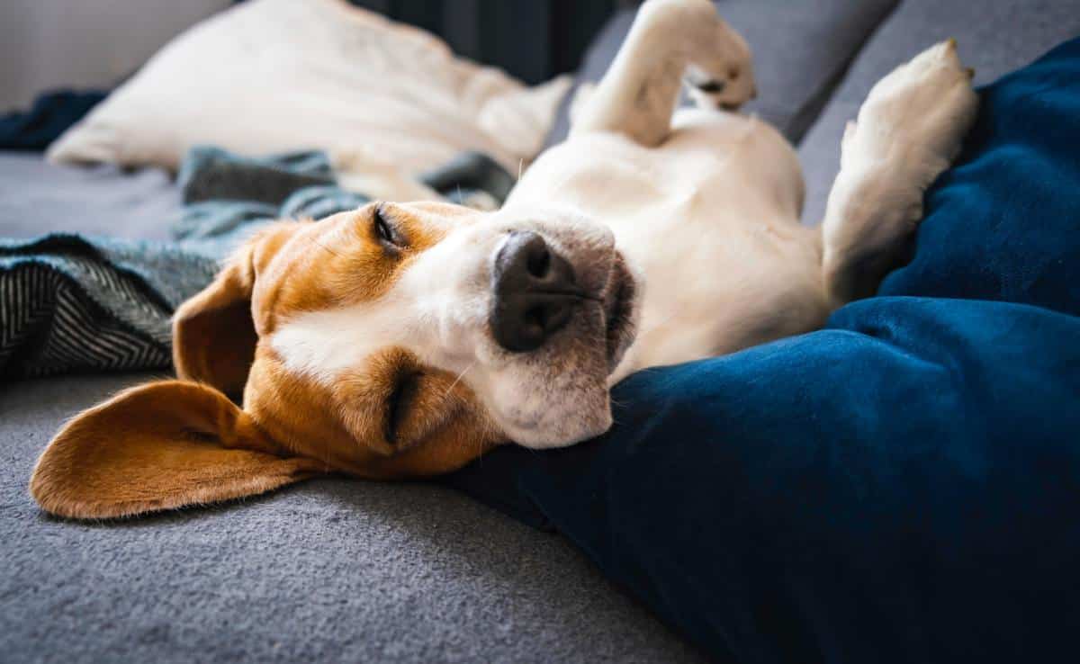 Beagle dog sleeps on the couch on his back