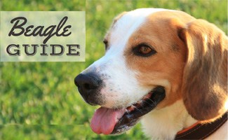 Beagle smiling (Caption: Beagle Guide)