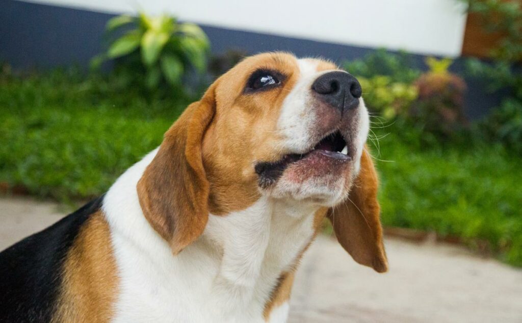 How To Stop Your Dog From Whining & Reasons They Do It Canine Journal