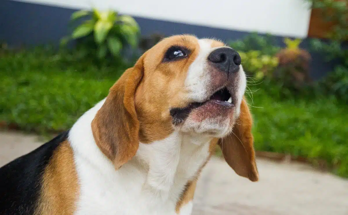 beagle whining outside
