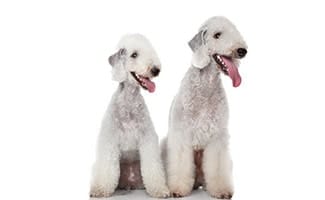 Bedlington Terriers