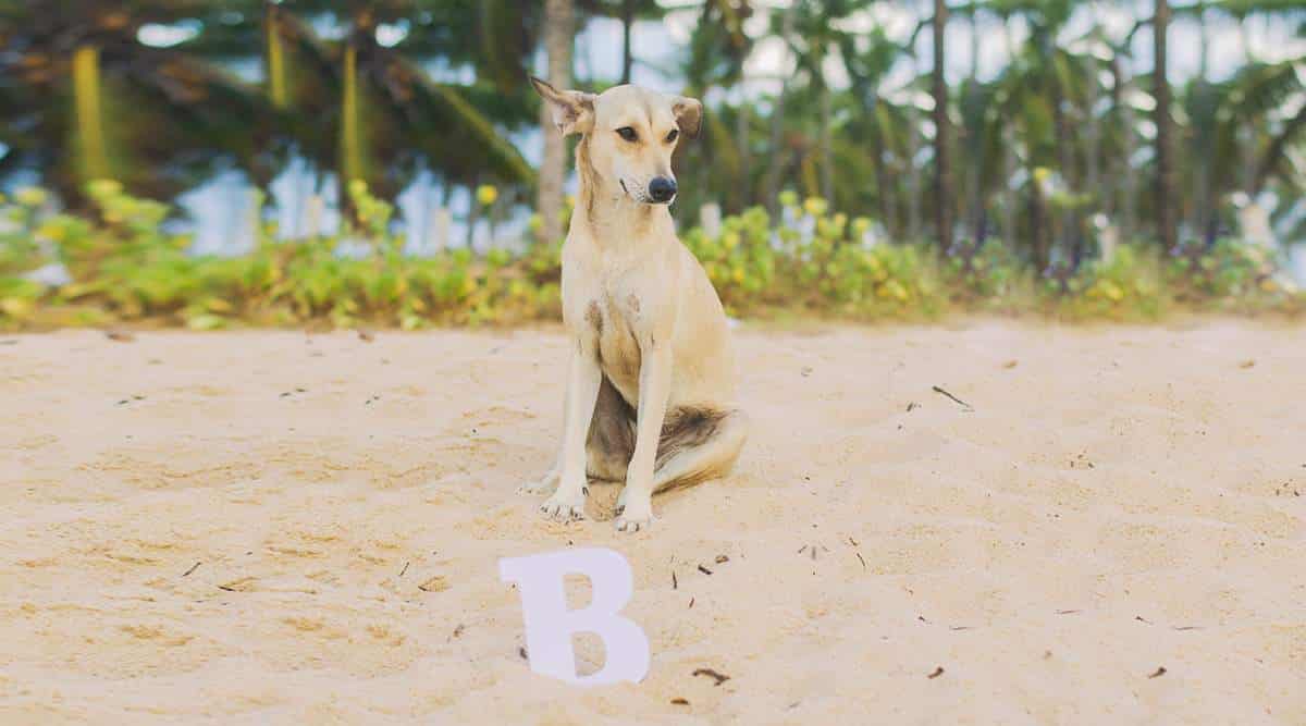 Beige dog on the tropical beach near of a letter b in the sand.