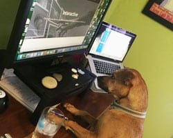 Lily the dog on computer