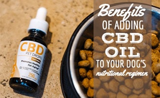 CBD oil next to bowl of dog food (caption: Benefits Of Adding CBD Oil To Your Dog's Nutritional Regimen)