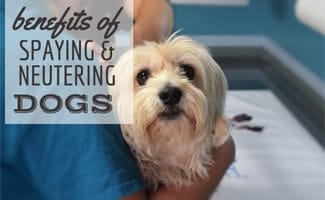 Dog being held by vet (Caption: Benefits Of Spaying & Neutering Dogs)