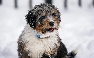 Bernedoodle puppy in snow