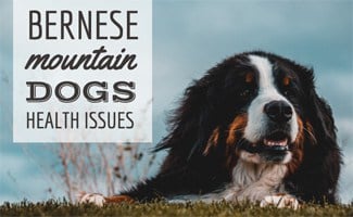 Bernese mountain dog laying in grass (caption:Bernese mountain dog Health Issues)