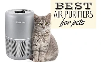 Cat sitting next to air purifier (caption: Best Air Purifier For Pets)