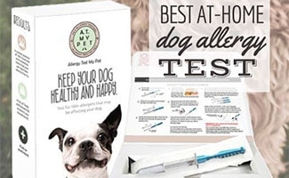 Test d'allergie pour chien (légende : Les meilleurs kits de test d'allergie pour chien à domicile)