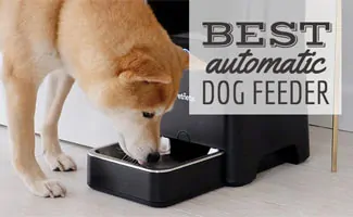 Dog eating out of an automatic feeder (Caption: Best Automatic Dog Feeder)