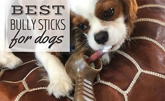 Dog chewing on bully stick (caption: Best Bully Sticks For Dogs)