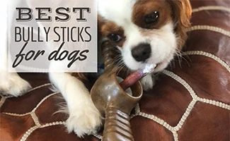 Cavalier King Charles Spaniel chewing on a bully stick (Caption: Best Bully Sticks For Dogs)