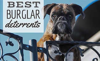 Guard dog looking over gate (caption: Best Burglar Deterrents)
