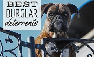 Guard dog looking over gate (caption: Best Burglar Deterrents) 
