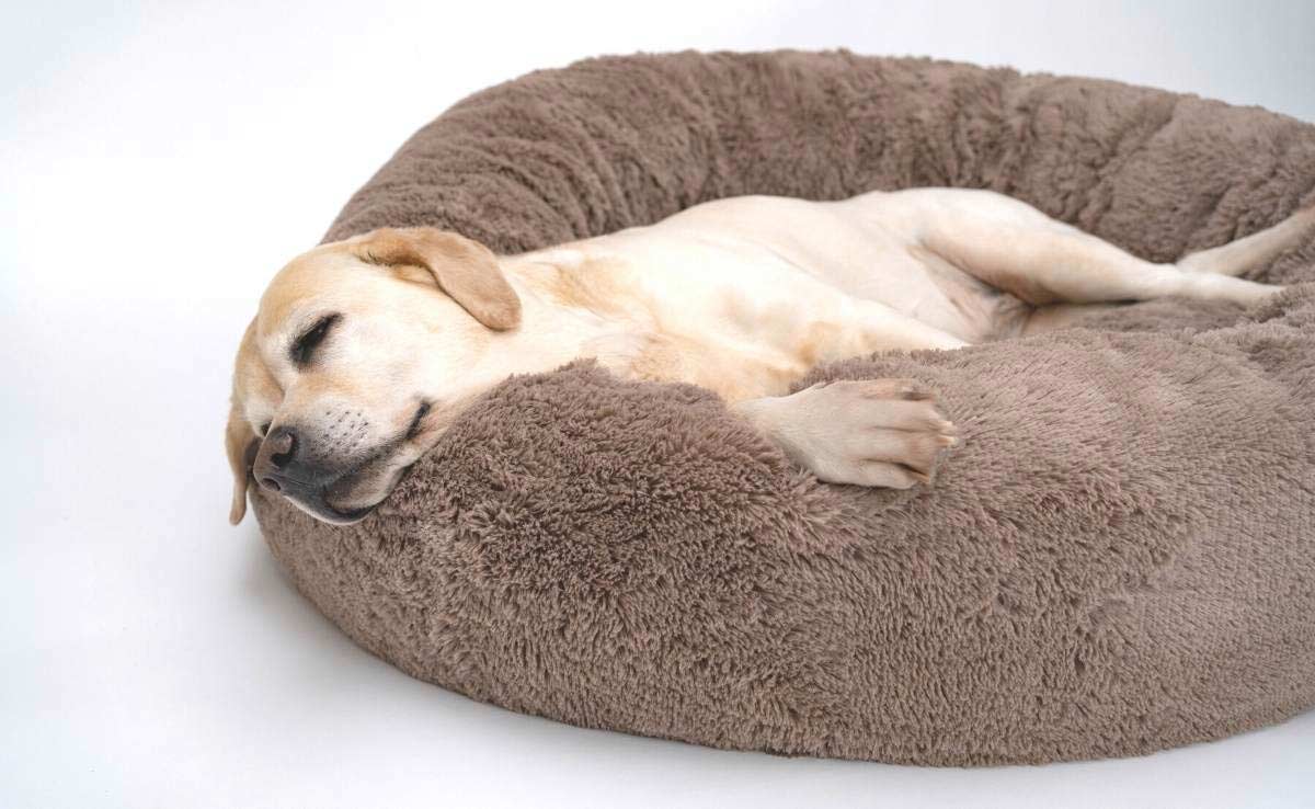 A cute yellow Labrador is lying on the dog bed. Light background. The dog sleeps on the Plush Fleecy Pet Cave