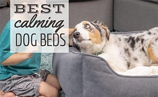 canvas matters dog beds