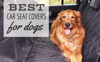 Dog laying in back seat of car (Caption: Best Car Seat Covers For Dogs)