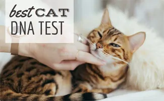 Cat being pet by a person (Caption: Best Cat DNA Test)