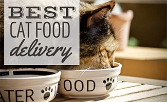 Cat eating out of a food dish with a water dish beside (Caption: Best Cat Food Delivery)