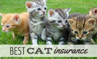 Best Cat Insurance 2021: Who's The Pick Of The Litter ...