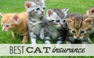 Litter of Kittens (Caption: Best Cat Insurance)