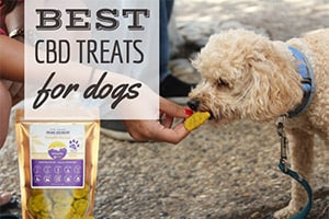 best cbd dog treats for separation anxiety