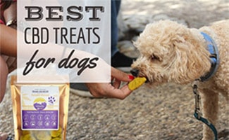 Dog eating CBD Treat (Caption: Best CBD Treats For Dogs)