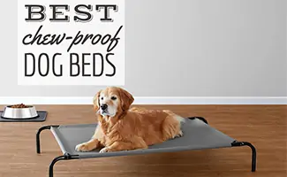 Golden Retriever laying on a raised dog bed (Caption: Best Chew-Proof Dog Beds)