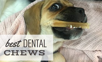 Dog chewing on dental stick (Caption: Best Dental Chews)