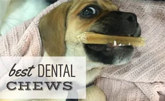 are dental sticks bad for your dog