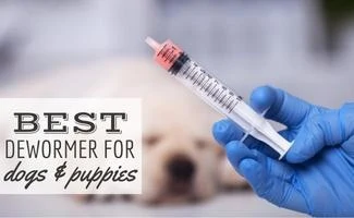 Dog getting a shot (Caption: Best dewormer for dogs)