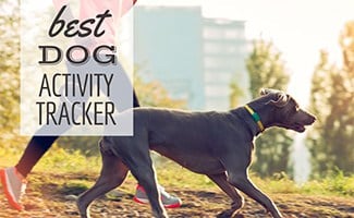 Girl running with dog (caption: Best Dog Activity Monitor)