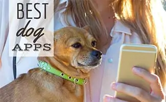 Girl on phone holding dog (caption: Best Dog Apps)