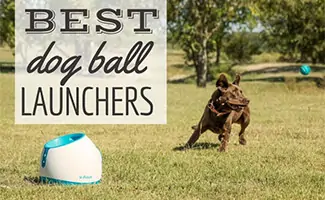 Dog playing with a ball launcher (Caption: Best Dog Ball Launchers)