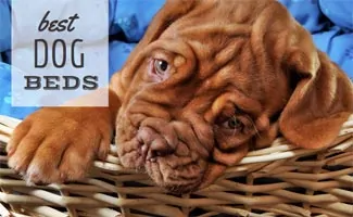 Wrinkly brown dog in dog bed (Caption: Best Dog Beds)