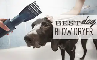 Blow dryer being used on a dog (Caption: Best Dog Blow Dryer)