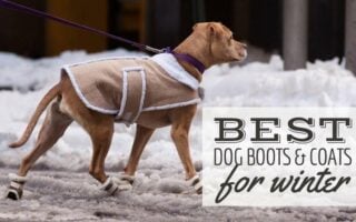 Large dog walking in the snow with booties and jacket on (Caption: Best Dog Boots And Coats For Winter)