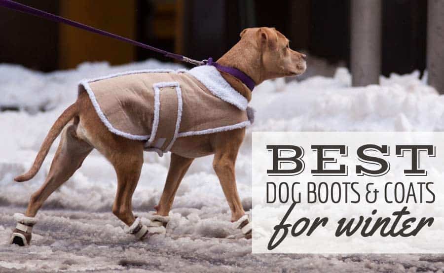 best dog shoes for winter