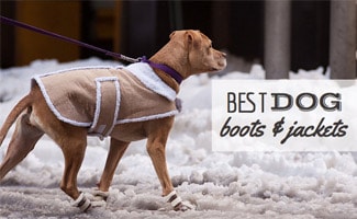 Dog in snow (Caption: Best Dog Boots and Coats for Winter)