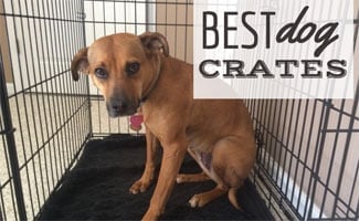 Lily in dog crate (caption: best dog crates)