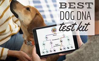 Dog with DNA test results on iPad (Caption: Best Dog DNA Test Kit)