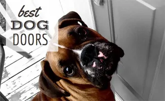 Dog in front of door (caption: Best Dog Doors)